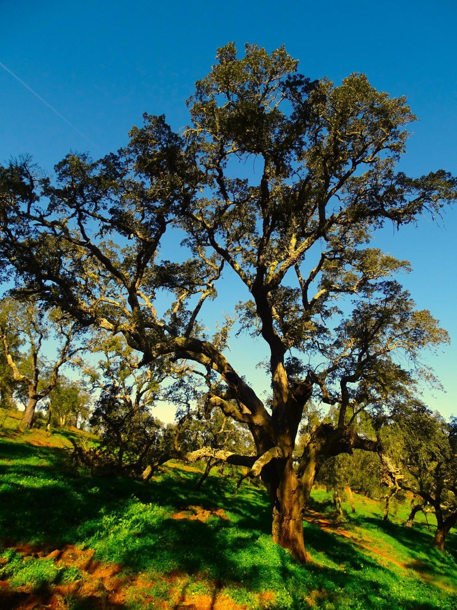 Herdade Vale De Gaios By Stay In Alentejo São Luis Dış mekan fotoğraf